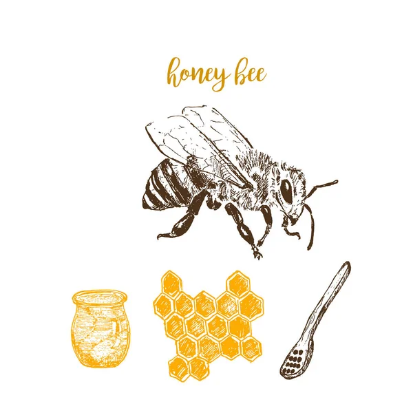 Honey and bee hand drawn sketch elements vector illustration. Honecomb, organic food, barrel of honey isolated on white. — Stock Vector