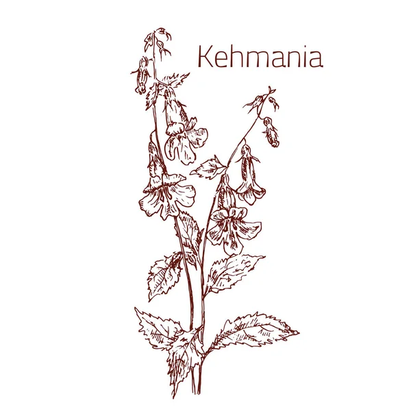 Bosquejo dibujado a mano flor de kehmannia, hierbas aromáticas orgánicas naturales aisladas en la ilustración del vector blanco. Hierbas y flores para medicina, aceites, aromaterapia . — Vector de stock