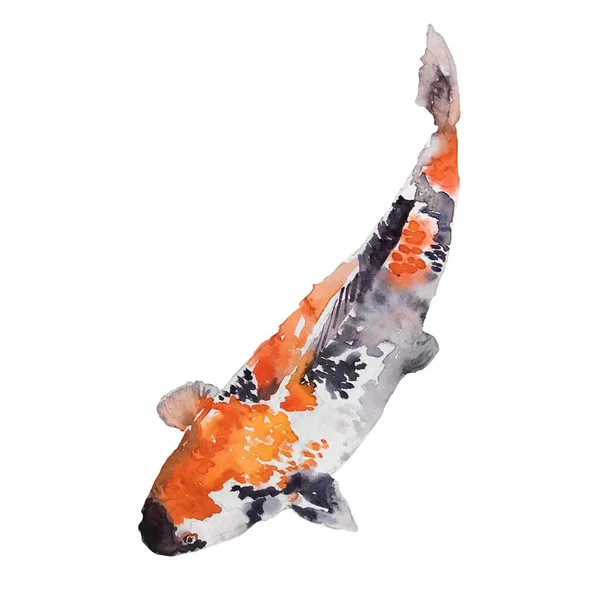 Японские акварельные карпы кои, рисованные вручную восточные традиционные рыбные картины. Азиатская разноцветная рыба, изолированная на белом. — стоковое фото