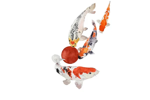 Japonés acuarela carpas koi natación, dibujado a mano oriental tradicional pintura de peces. Asiático colorido pescado aislado en blanco . — Foto de Stock