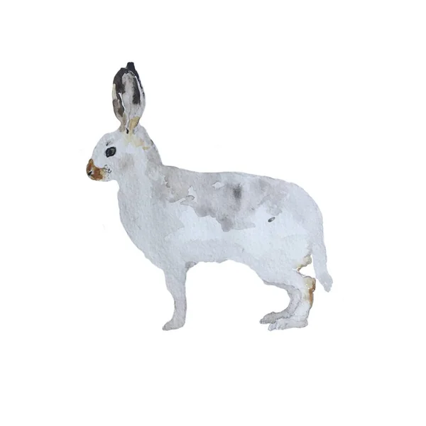 흰색 배경에 분리되어 있는 워터 컬러 야생 토끼 손 그림. — 스톡 사진