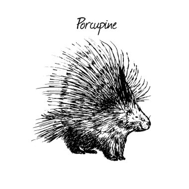 Kirpi çizimi elle çizilmiş. Kuzey Amerika vahşi hayvanı. Beyaz arkaplanda mürekkep dawing izole edildi.