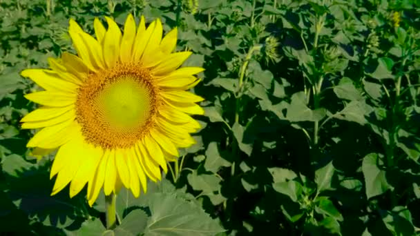 Ouvert beau tournesol entre autres fermé. Soyez le premier concept 