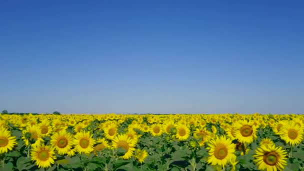 Grand champ de tournesols. Contexte des cultures agricoles pour le titre — Video