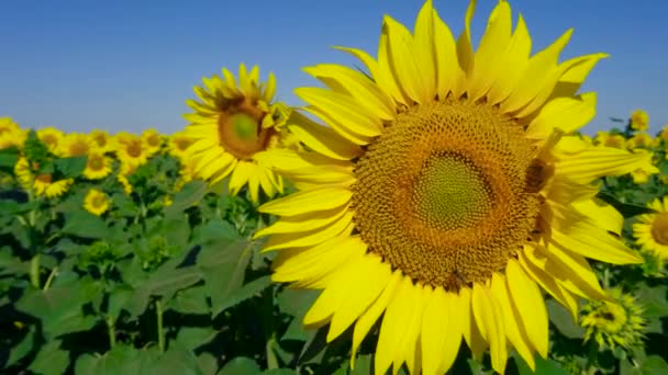 Biene auf schönen Sonnenblumen. Anbau von Sorten für Pflanzenöle — Stockvideo