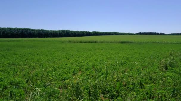 Landwirtschaftliche Pflanzen auf dem Feld — Stockvideo