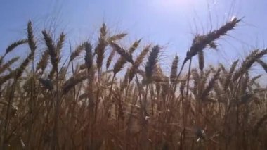 Buğday alan altın kulaklar. Hasat, sağlıklı yiyecek ve refah sembolü