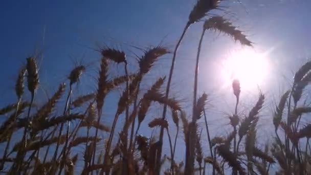 Солнце светит золотыми ушами пшеницы — стоковое видео