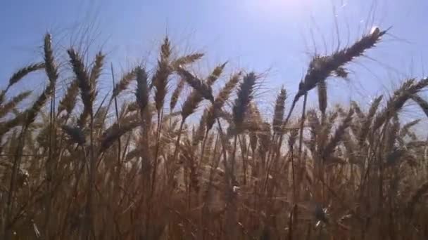 Mező Golden Fül Búza Betakarítás Egészséges Táplálkozás Jólét Jelképe — Stock videók