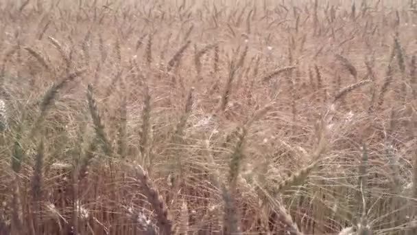 Orelhas de trigo dourado amadurecidas em um grande campo — Vídeo de Stock