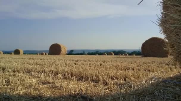 Haystacks em um campo inclinado. Colheita no campo — Vídeo de Stock
