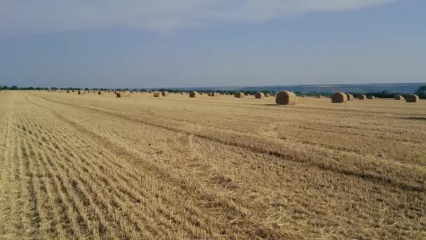 Horizontal panorama of haystacks on a sloping field. Harvesting in the countryside — Stock Video