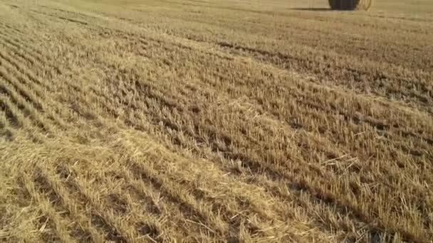 Panorama verticale di pagliai su un campo in pendenza. Raccolta in campagna — Video Stock