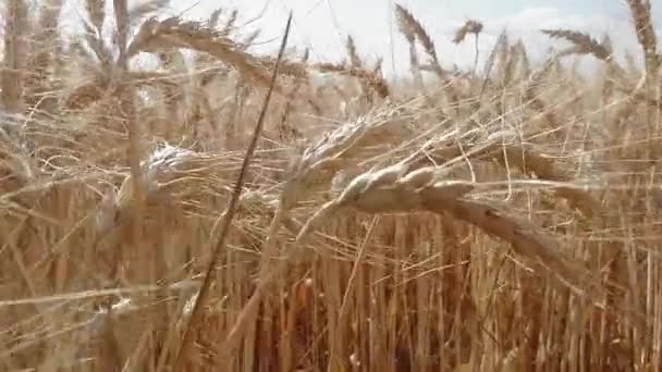 Большие золотые колосья пшеницы созрели в большом поле — стоковое видео