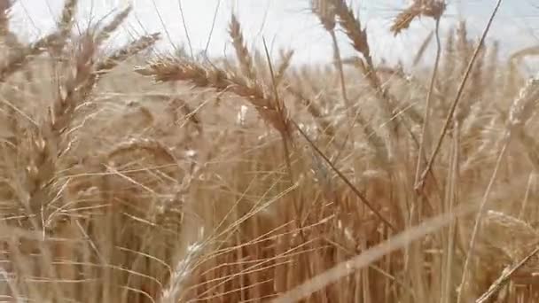 Rows of golden wheat ears ripened in a large field — Stock Video