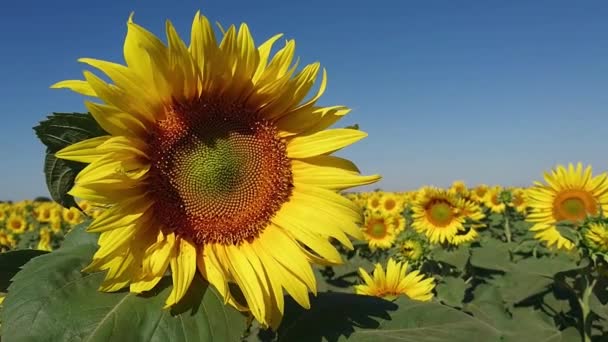 Ape che vola vicino al bellissimo girasole su un grande campo di girasoli — Video Stock