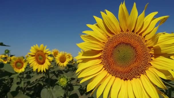 Bijen vliegen in de buurt van prachtige zonnebloemen. Teelt van de rassen voor plantaardige oliën — Stockvideo