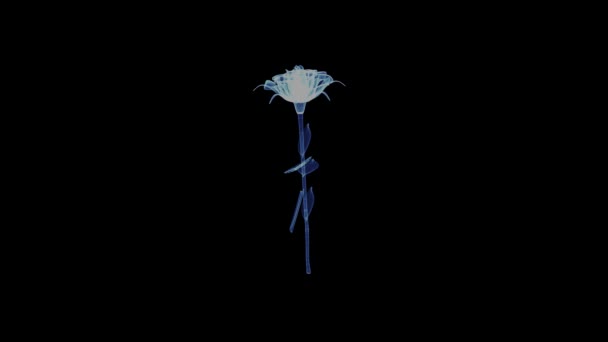Holograma de uma flor de rosa rotativa — Vídeo de Stock