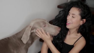 Weimaraner köpeği yüzünü yalıyor.