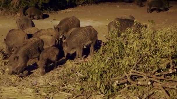 Una manada de jabalíes — Vídeos de Stock