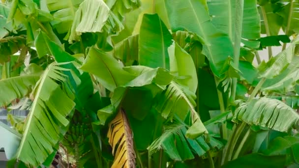 バナナの葉 — ストック動画