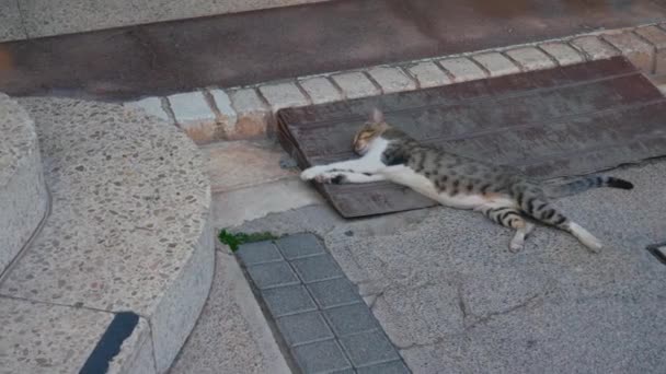 Gato listrado dorme — Vídeo de Stock