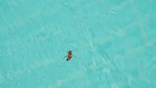 Bijen in een zwembad — Stockvideo