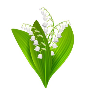 Lilly of the valley isolated on white photo-realistic vector illustration clipart