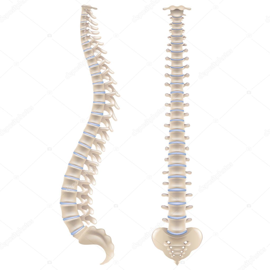 Spine bones isolated on white photo-realistic vector illustration