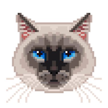 Piksel Siyam kedisi izole yüz vektör Foto-gerçekçi çizim