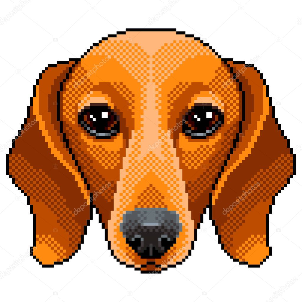 Pixel dachshund dog portrait detailed isolated vector illustration