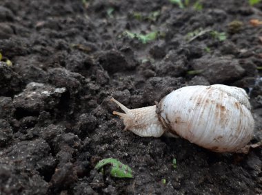 Bahçede yerde sürünen üzüm salyangozu.