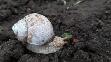 Bahçede yerde sürünen üzüm salyangozu.