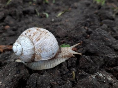 Bahçede yerde sürünen üzüm salyangozu.