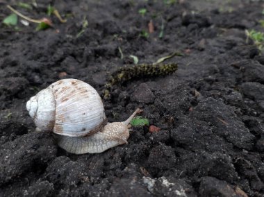 Bahçede yerde sürünen üzüm salyangozu.