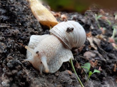 Bahçede yerde sürünen üzüm salyangozu.