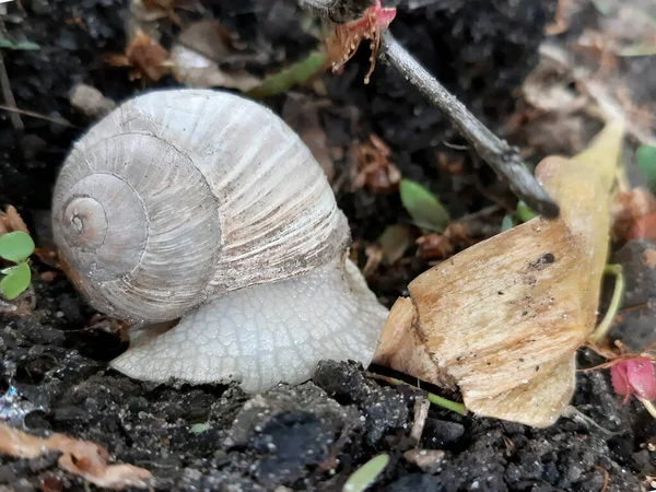 Grape Snail Creeping Ground Garden — Stock Photo, Image