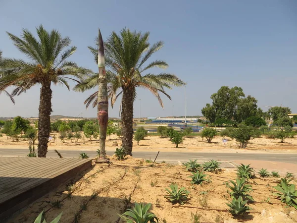 Palm Date Trees Grow In Israel In The Desert