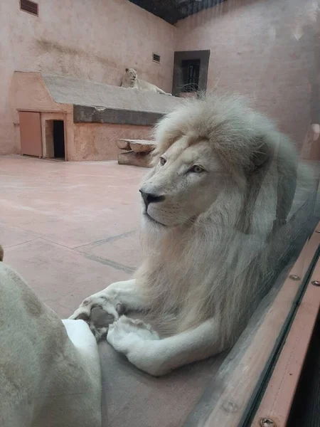 Lion Zoo Resting — Stock Photo, Image