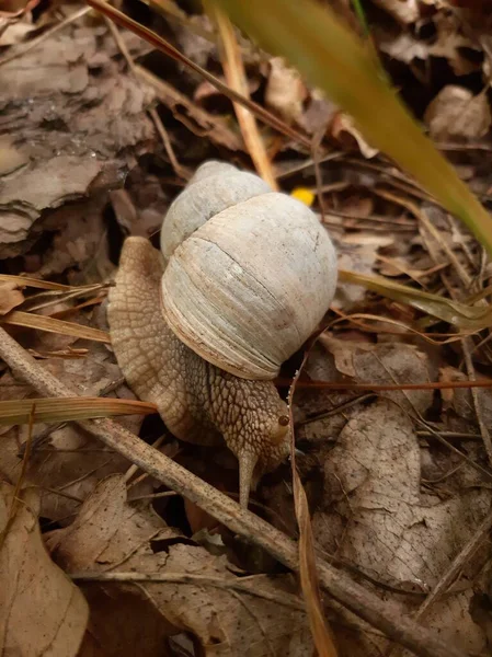 Grape Snail Crawls Ground Alone — Stock Photo, Image