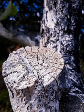 Bagajın arka planındaki bir kesikte eski ahşap doku kullanılmış.