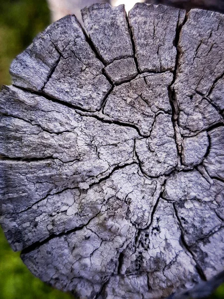 Gammal Trästruktur Snitt — Stockfoto