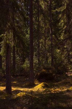Derin Ormanın İçinden Işık