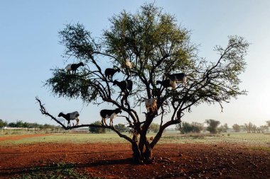 Kozy na drzewie arganowym w Maroko