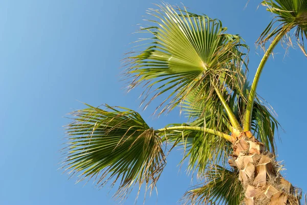 Aşağıdan, yaz, tatil, tropikal, kopya alanı için kavram alınan palm ile güzel mavi gökyüzü