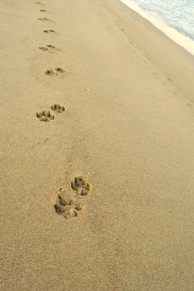 Summer Sea Dog Footprints Sand Vertical Background — Stock Photo, Image