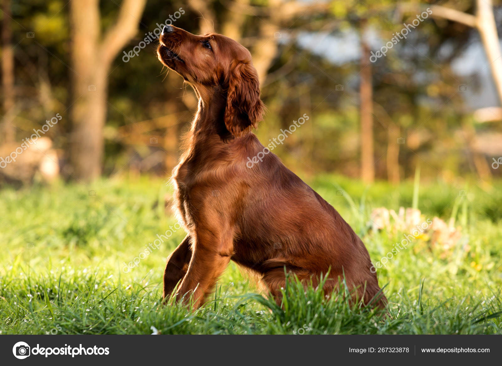 Irlandés setter cachorro perro — Foto de stock #267323878 © profoto8213, image size:1600x1167