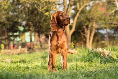 İrlandalı setter köpek yavrusu