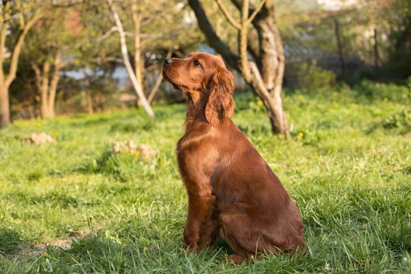 Irlandés setter cachorro perro — Foto de Stock