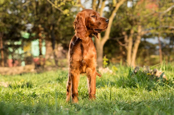 Cão cão cão cão setter irlandês — Fotografia de Stock